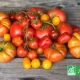 Tomates bio de variétés anciennes sur une table en bois, label AB.