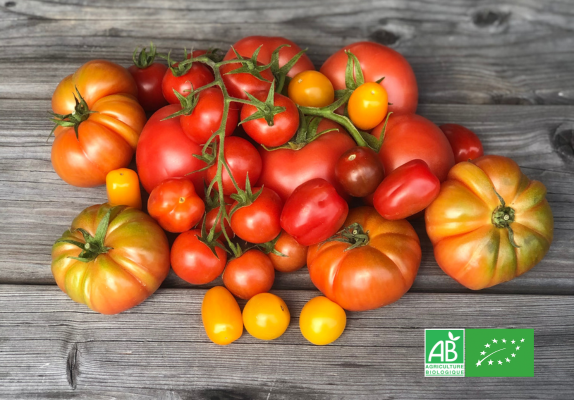 Tomates bio de variétés anciennes sur une table en bois, label AB.